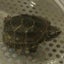 tagayasu-hatakeのサムネイル