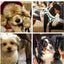 画像 保護犬の幸せ探しのお手伝いと我が家の子達のユーザープロフィール画像