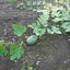 田中のサムネイル
