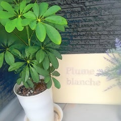 久留米眠れるサロンPlumeblancheのプロフィール