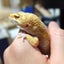 爬虫類ブレイクのサムネイル