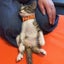 画像 猫娘２匹と腰椎椎間板ヘルニアのまったり日記のユーザープロフィール画像