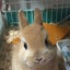 めぐりんのサムネイル