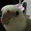 おかめにゃんのサムネイル