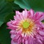 画像 佐渡島の植物と民俗　のユーザープロフィール画像