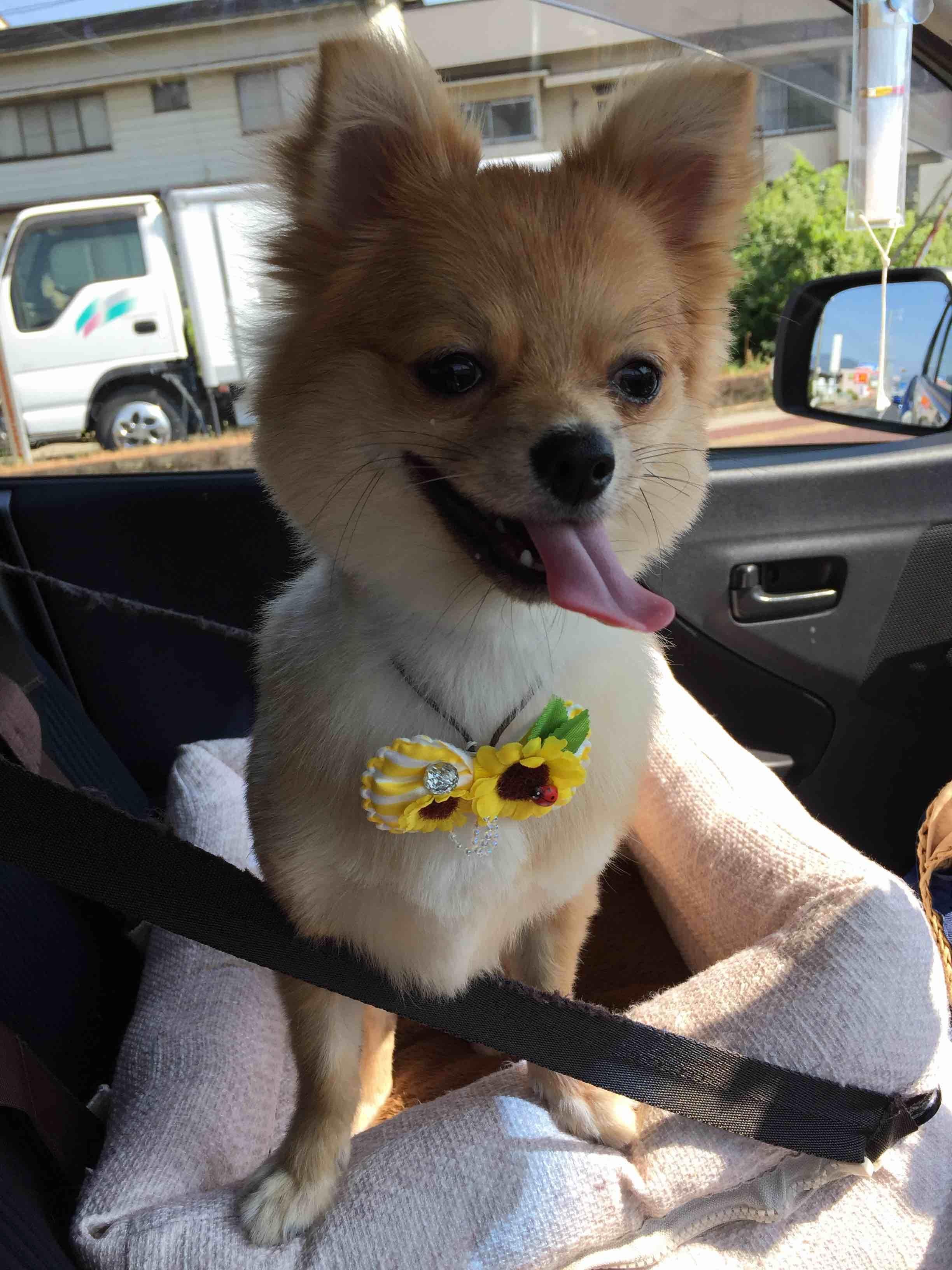 アールのレッグペルテス 〜序章編②〜 アール（ポメチワ）とママの日常。