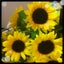画像 浦安駅前の花屋☆フラワークラフトひのでえんのブログのユーザープロフィール画像