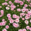 lovelyのサムネイル