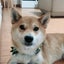 画像 柴犬 虎之介とココ壱の湘南暮らしのユーザープロフィール画像