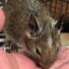 kenmarusanのサムネイル