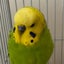 莉子のサムネイル
