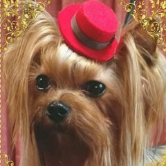 かわいいヨーキーちゃん ヨークシャテリア ブリーダー かわいいヨーキーちゃん ヨークシャテリア ブリーダー