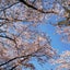 りらこのサムネイル
