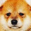 画像 柴犬ぷんちゃんと手作り犬ごはんのユーザープロフィール画像