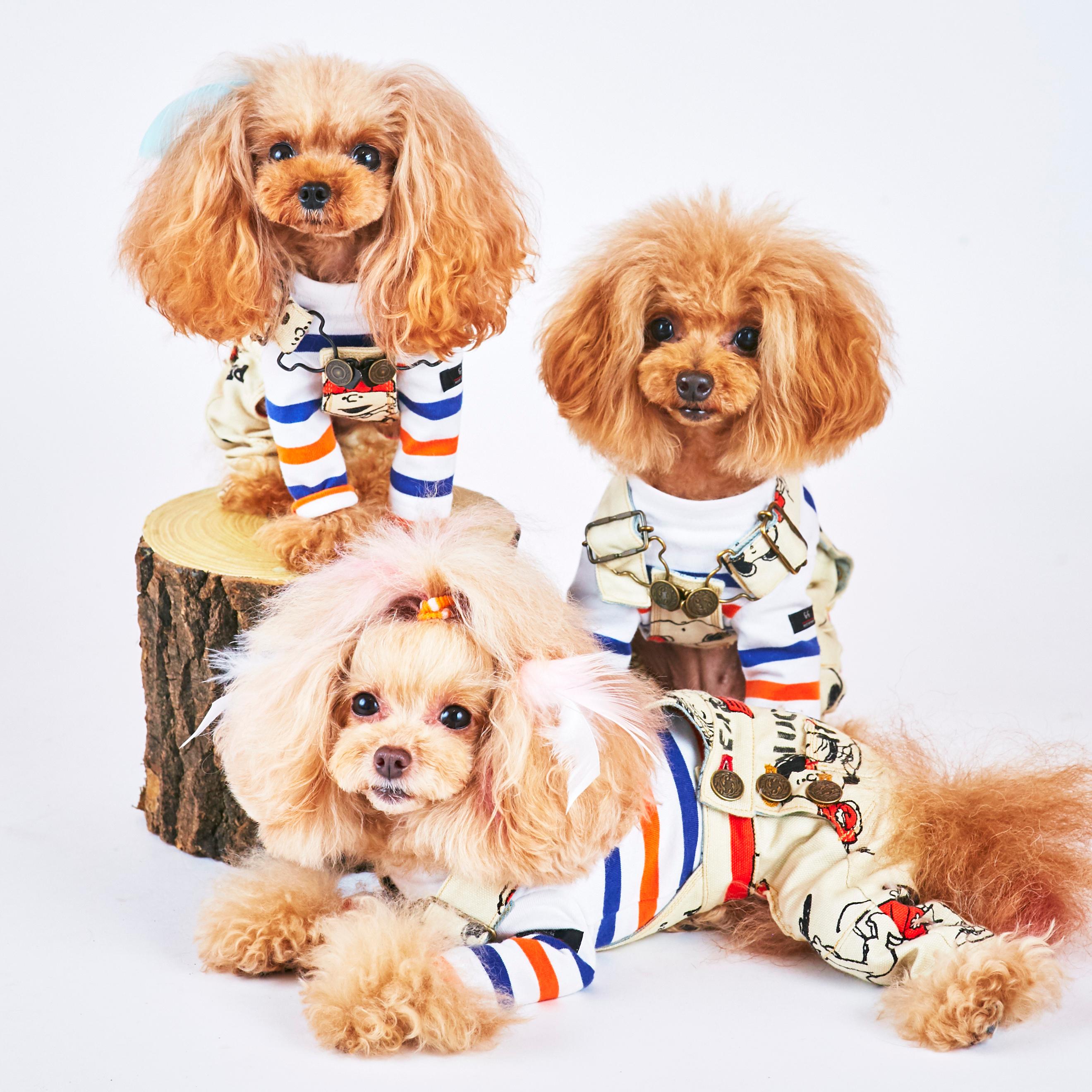 Cuun17年2月号 アトリエ花倶楽部 トピアリーフラワー クーン Cuun Luxury Dog Apparel Magazine