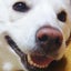 ハルぽんのサムネイル