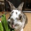 ちょちょまるのサムネイル