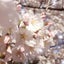 桜理のサムネイル