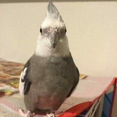 kitakara-kitanoのプロフィール