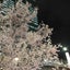 画像 桜夜花の全国旅のユーザープロフィール画像