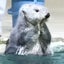 kyoのサムネイル