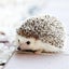 トシヤのサムネイル
