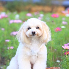 ももママのプロフィール
