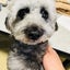 画像 【たまプラ生活】ミックス犬ダップ－のブログのユーザープロフィール画像