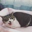 画像 2018年10月、鼻腔内腺癌と診断された愛猫ふみの記録のユーザープロフィール画像