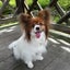 画像 ～川西 犬の出張トレーニング～ ドッグスクール オリザのブログのユーザープロフィール画像