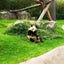 pandaのサムネイル