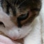 画像 caitlin-catのブログ～約100歳猫(人間換算)との日々～のユーザープロフィール画像