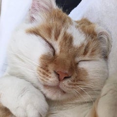 ぺこのプロフィール
