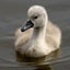 白鳥友唯（しらとりゆい）のサムネイル