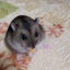 猫大好き39のサムネイル