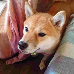 chocomaron713のプロフィール