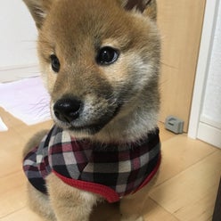 め くん より の はち