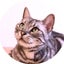 画像 【大阪】猫カフェてんてんのユーザープロフィール画像