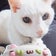 にゃんころにゃん♪