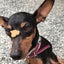 画像 足揉み屋の看板犬 La santeのユーザープロフィール画像