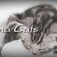 画像 北九州小倉メンズエステ Aroma Catsのブログのユーザープロフィール画像