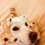 画像 保護犬　姫さま ウノでGo！！のユーザープロフィール画像