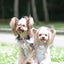 まろんのサムネイル