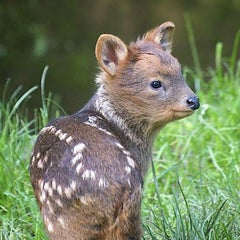 サツキのプロフィール