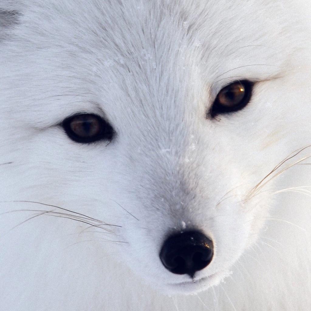 Webcam White Fox 18