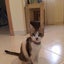 画像 猫と一緒の手作りライフ  〜サウジアラビアより〜のユーザープロフィール画像