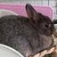 ぽりちゃんのサムネイル