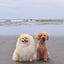 画像 日日是好日〜犬が教えてくれること〜のユーザープロフィール画像