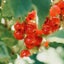 La Fruitiere Japonのサムネイル