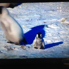 70点英会話etc.のファーストペンギンズのプロフィール